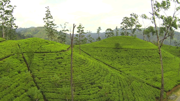 zöld tea plantage - Felvétel, videó