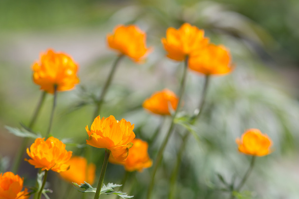 Оранжевая весна
 - Фото, изображение