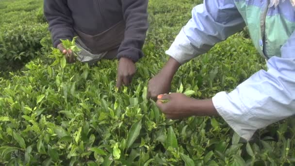 çay bush hasat - Video, Çekim