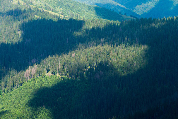 Karpaten wild bos en vlekken van wolken schaduwen in Maramures Karpaten, Oekraïne. Natuur landschap achtergrond - Foto, afbeelding