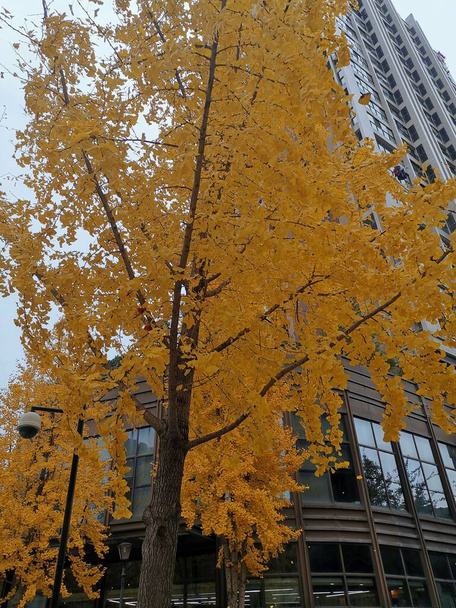 autumn leaves in the city - Фото, зображення