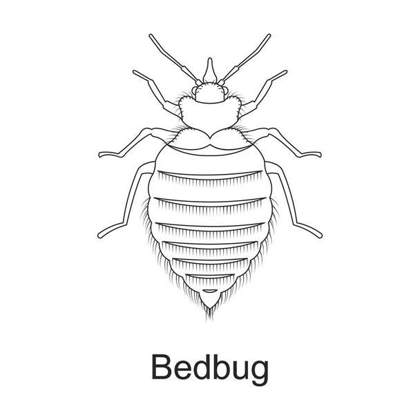 Beetle έντομο διάνυσμα περίγραμμα εικονίδιο. Εικονογράφηση διάνυσμα έντομο σε λευκό φόντο. Μεμονωμένη εικόνα περίγραμμα του σκαθαριού παρασίτων . - Διάνυσμα, εικόνα