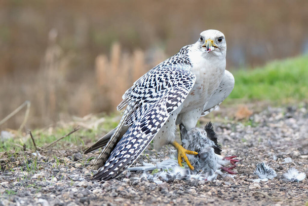 Gerfalcon (Falco rusticolus) utilizado en cetrería - Foto, Imagen