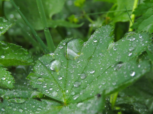 Drops and grass - Foto, Imagen