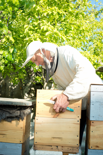 A beekeeper inspects hives. Frame with bees. - Фото, зображення