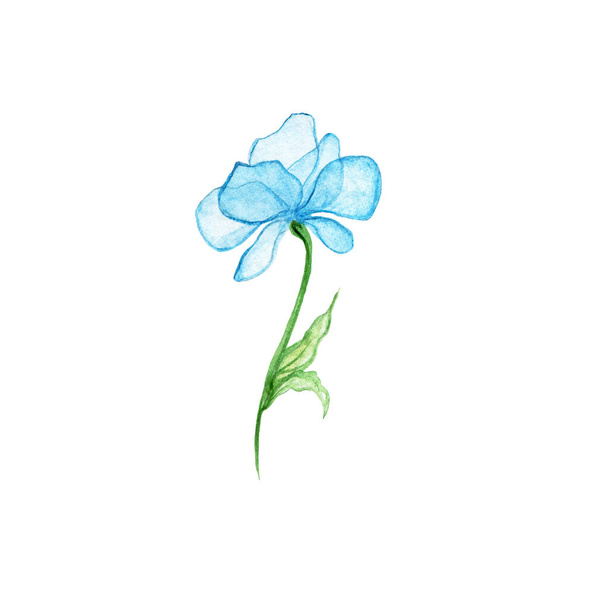 Blue delicate flower isolated on white background. Watercolor hand drawn illustration. Floral decorative element. For the design of cards, invitations. - Valokuva, kuva