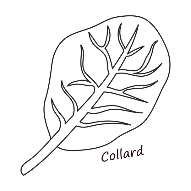 Lettuce and salad outline vector of icon.Outline vector illustration leaf of lettuce. Isolado folha de ilustração de ícone de salada. - Vetor, Imagem