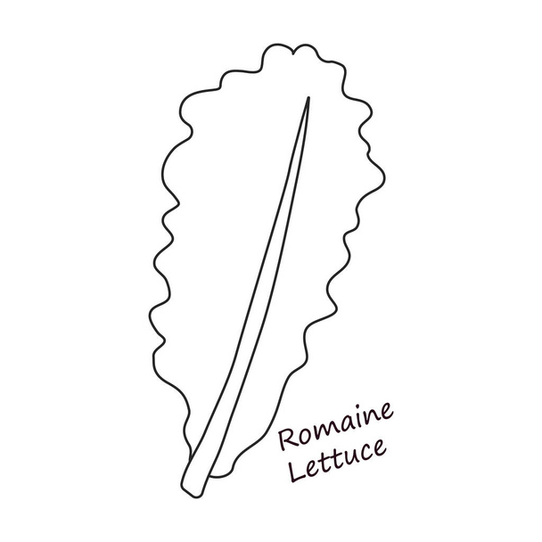 Lettuce and salad outline vector of icon.Outline vector illustration leaf of lettuce. Isolado folha de ilustração de ícone de salada. - Vetor, Imagem