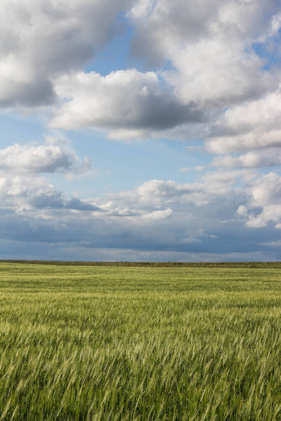 cornfield with clouds and blue sky background - Foto, imagen