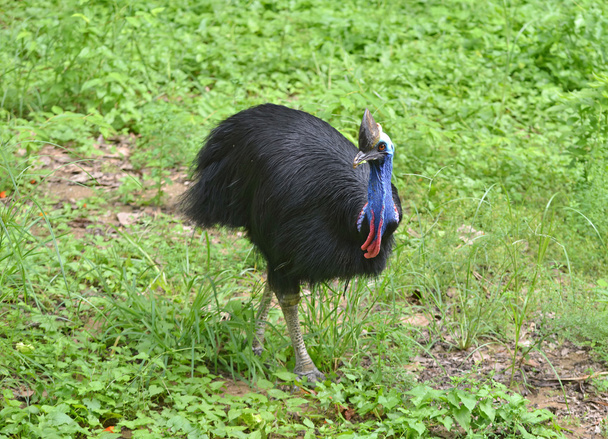 cassowary bird - Photo, Image