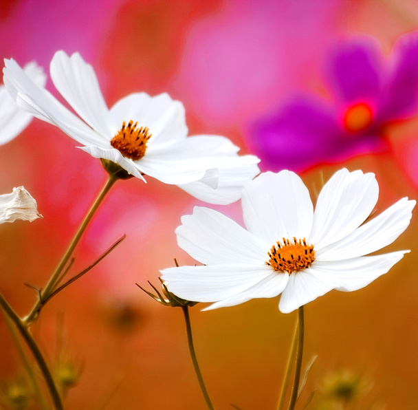 beyaz çiçekler arka plan - Fotoğraf, Görsel