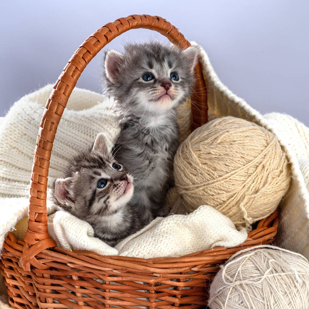 Δύο γατάκια ηλικίας 15 ημερών. Δύο εβδομάδων μωρό γάτα. Αστεία κατοικίδια ζώα σε ένα άνετο ψάθινο καλάθι. Χαριτωμένο κατοικίδιο ζώο ζωής εικόνα - Φωτογραφία, εικόνα