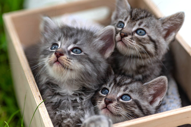 Μικρά γατάκια σε ένα ξύλινο κουτί. Η μικρή γάτα παίζει σε ανοιχτό χώρο. Αστείο κατοικίδιο ζώο που ζει στην υπαίθρια φάρμα. Χαριτωμένο κατοικίδιο ζώο χαρούμενο τρόπο ζωής καλοκαίρι seaso - Φωτογραφία, εικόνα