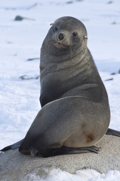 foca de piel sentada en una roca en la playa Islas Antárticas
 - Foto, imagen