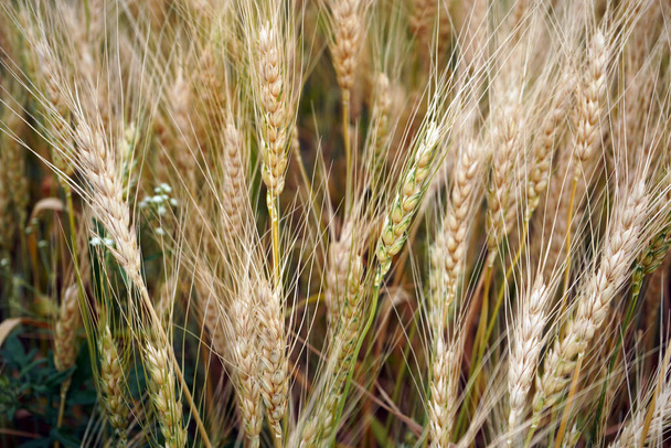 Пшеничное поле. Уши из золотой пшеницы. - Фото, изображение