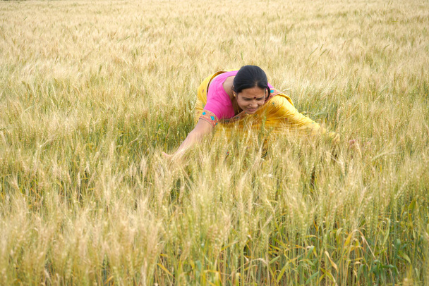 Femme marchant à travers le champ de blé touchant les oreilles de blé, femme indienne s'amusant à l'extérieur dans un champ de blé. Concept de liberté. - Photo, image
