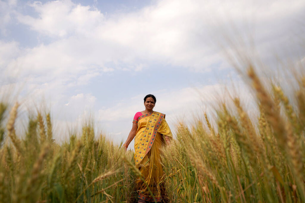 Woman walking through wheat field touching wheat ears, Indian woman having fun outdoors in a wheat field. Freedom concept. - Photo, Image
