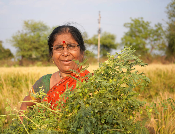Donna indiana che indossa il saree al campo di grano, Ritratto di donna sorridente nel campo di grano. - Foto, immagini