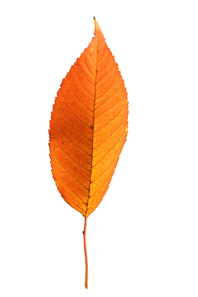 Осенний лист
 - Фото, изображение