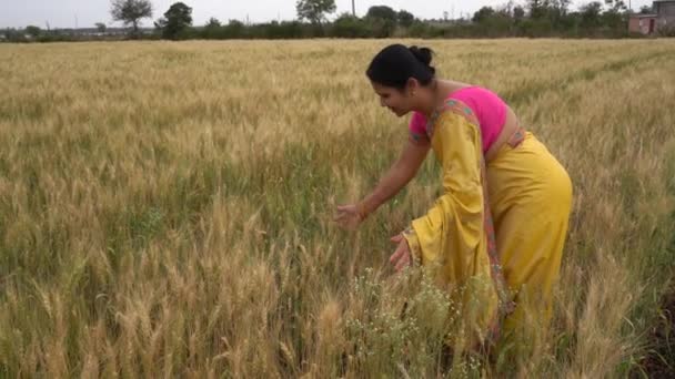 Зовнішні кадри індійської жінки в традиційному одязі, що стоїть на полі пшениці під час жнив.  - Кадри, відео