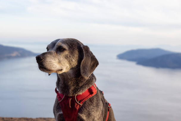 Adventurous little hiking dog on top of a mountain - Photo, Image