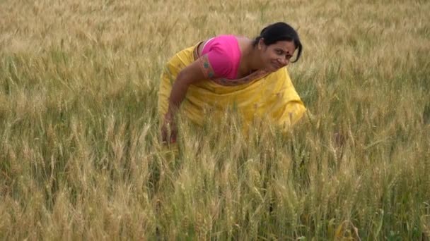 Зовнішні кадри індійської жінки в традиційному одязі, що стоїть на полі пшениці під час жнив.  - Кадри, відео