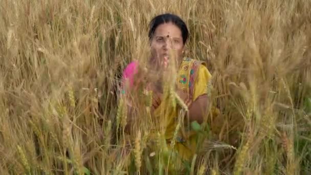 На відкритому повітрі кадри індійської жінки в традиційному одязі сидять на полі пшениці під час жнив.  - Кадри, відео