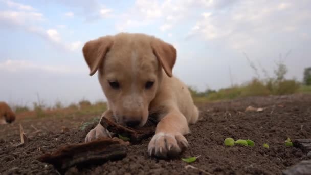 Χαριτωμένο κουτάβι παίζει στον τομέα του σιταριού την ημέρα  - Πλάνα, βίντεο