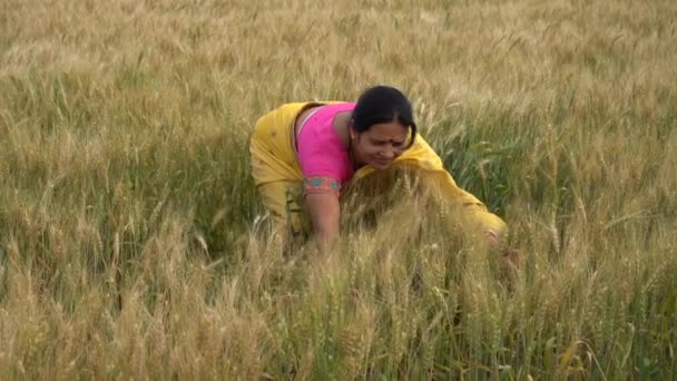 Съемки индийской женщины в традиционной одежде, стоящей на пшеничном поле во время сбора урожая  - Кадры, видео