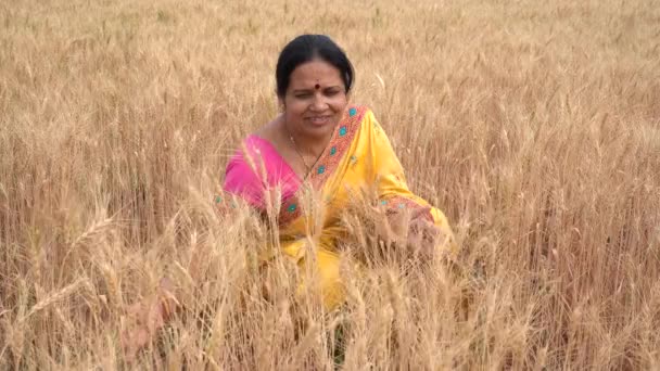 На відкритому повітрі кадри індійської жінки в традиційному одязі сидять на полі пшениці під час жнив.  - Кадри, відео