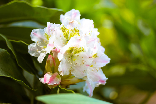Λευκό ροζ κίτρινο δίχρωμο αζαλέα λουλούδια με πράσινα φύλλα το καλοκαίρι. Όμορφοι ανθισμένοι θάμνοι Rhododendron. Ανθισμένο εξωτικό λουλούδι σε ανοιξιάτικο κήπο. Floral ταπετσαρία. Οικογένεια Heather, Ericaceae.  - Φωτογραφία, εικόνα