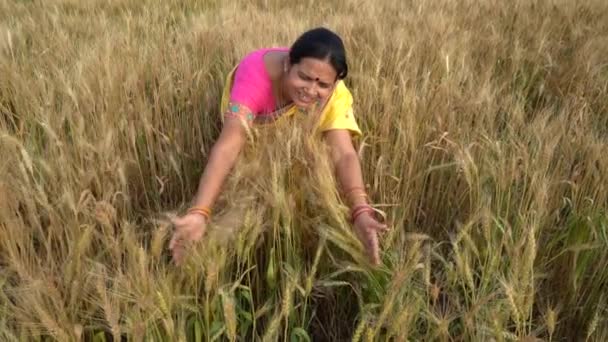 Съемки индийской женщины в традиционной одежде, стоящей на пшеничном поле во время сбора урожая  - Кадры, видео