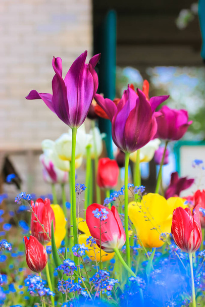Multicolorido roxo, amarelo, vermelho, tulipas brancas, pequeno azul Esqueça-me-não (Myosotis scorpioides) plantas no fundo de uma casa de campo na primavera, verão. Um jardim caseiro. Flores brilhantes em flor.  - Foto, Imagem