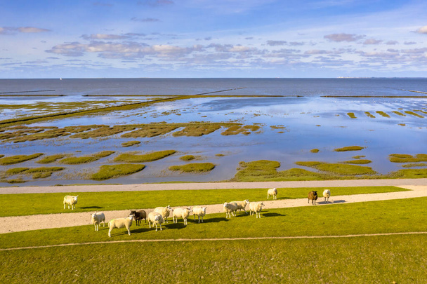 Вид с воздуха на выпас овец на дамбе в национальном парке Tidal Marshland и районе Всемирного наследия ЮНЕСКО Waddensea в провинции Гронинген. Нидерланды - Фото, изображение