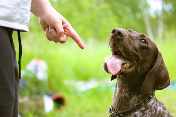 Een vrouw die een hond traint in het park. Gehoorzaamheid training. Eigenaar leert een hond bevelen door met de vinger te wijzen waar te zitten. Prachtige volbloed gehoorzame bruine Drathaar kijkt op met tong uit. Slecht gedrag. - Foto, afbeelding