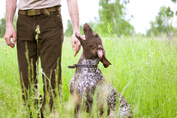 Un cazador con pantalones marrones entrena a un perro de caza de raza Drathaar en el campo verde, prado entre hierbas altas. Un paisaje natural de verano. El sabueso obediente mira fielmente al amo con la boca abierta. - Foto, imagen