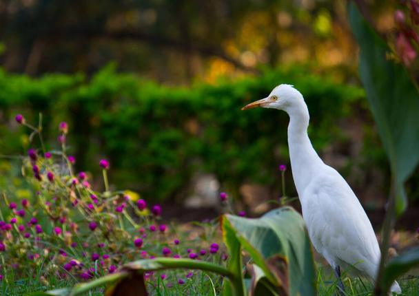 Εικόνα άγριας φύσης του πουλιού Egret ή του ιβίσκου Bubulcus, ή της κοπριάς Heron και των άγριων φυτών για παράσιτα και εντομοκτόνα  - Φωτογραφία, εικόνα