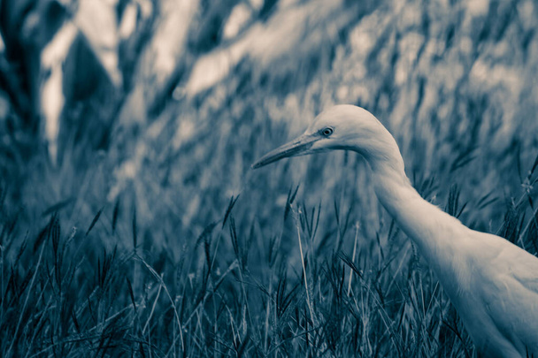 Luonto luonnonvaraisten eläinten kuva Egret lintu tai Bubulcus ibis, tai Heron kyydissä ja luonnonvaraisten kasvien tuholaisten ja hyönteismyrkkyjen  - Valokuva, kuva
