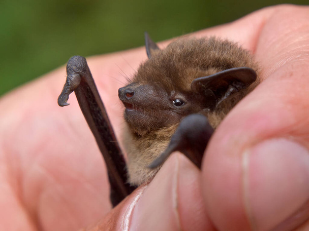Pipistrello di Nathusius (Pipistrellus nathusius) pipistrello in mano del ricercatore. Questi pipistrelli sono catturati per indagine e misurazioni. - Foto, immagini