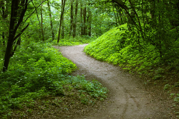Bosque verde sinuoso camino. Un sendero curva en un parque oscuro, bosques profundos en verano - Foto, Imagen