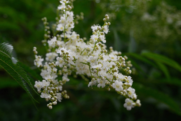 Fieldfare θάμνος με λευκά μικρά λουλούδια σε μια ηλιόλουστη καλοκαιρινή μέρα. Λεπτά λουλούδια από κοντά. Πάρκο θάμνος fieldfare κατά τη διάρκεια της περιόδου άνθησης. Στάχτη βουνού (Sorbaria sorbifolia). Ρωσία, Ουράλ  - Φωτογραφία, εικόνα