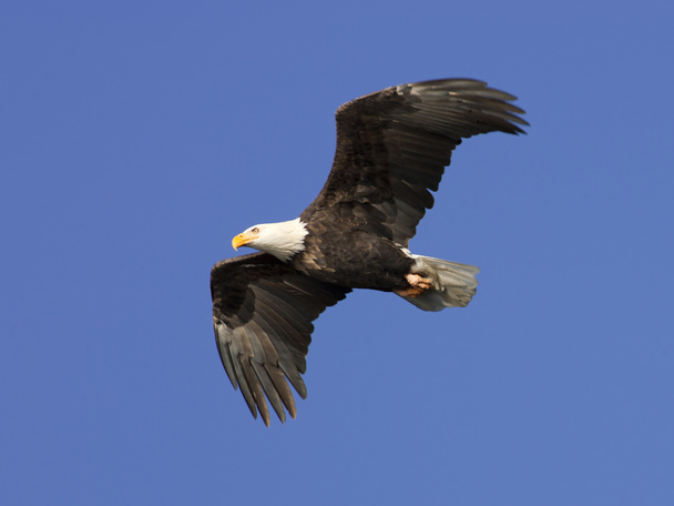 明るく青い空を飛行中のアメリカの白頭鷲. - 写真・画像
