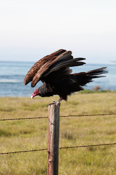 Turkey Vulture. Cathartes aura. turkey buzzard. A large bird. A turkey vulture or buzzard.  - Photo, Image