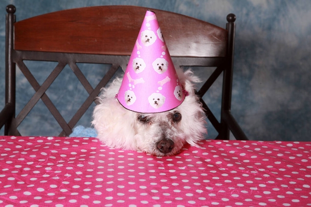 犬。誕生日犬。カニン。ファミリーペット。犬を閉じます。かわいい犬の肖像画。美しい犬だ。市犬の生活。家族。面白い犬は誕生日のサングラスと甘いものの飲み物で彼女の誕生日を祝います。誕生日おめでとう.  - 写真・画像