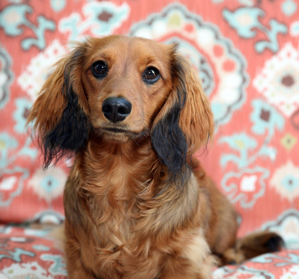 dachshund. Dog. Canine. Family Pet. Close up of dog. Cute little dog portrait. Beautiful dog. City dog life. Family Member. dachshunds.  wiener dog. badger dog. sausage dog.  - Photo, Image