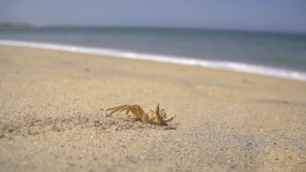 μικρό καβούρι στην παραλία - Πλάνα, βίντεο