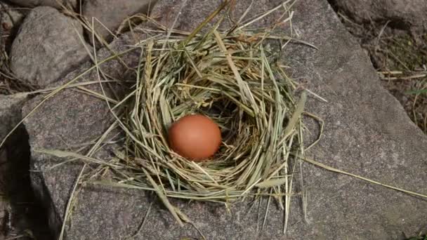 Hand lie egg nest - Footage, Video