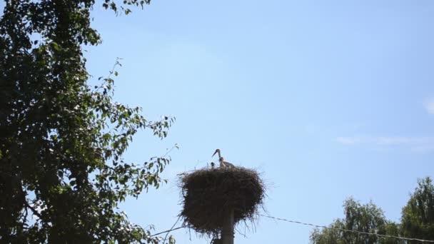 cigogne oiseau nid pole ciel
 - Séquence, vidéo