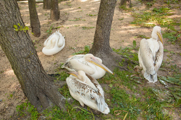 Beautiful domesticated waterfowl cute pelicans resting by the water - Photo, Image