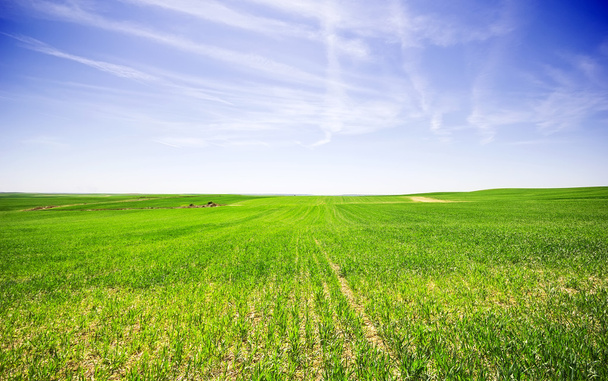 groen veld en heldere blauwe hemel  - Foto, afbeelding